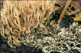 Ramaria stricta image