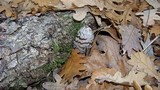 Coprinopsis picacea image
