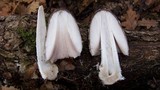 Coprinopsis picacea image