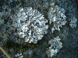 Hypogymnia physodes image