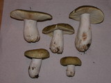 Russula aeruginea image