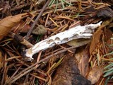Hypomyces cervinigenus image