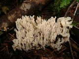 Clavulina coralloides image