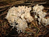Clavulina coralloides image