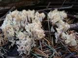 Clavulina coralloides image