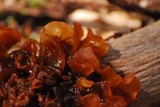 Phaeotremella frondosa image