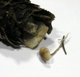 Baeospora myosura image