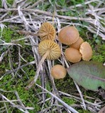 Galerina graminea image