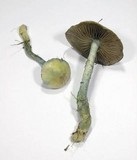 Stropharia caerulea image