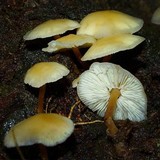 Collybia eucalyptorum image