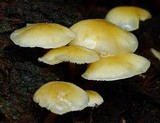 Collybia eucalyptorum image