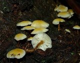 Collybia eucalyptorum image