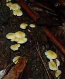 Collybia eucalyptorum image