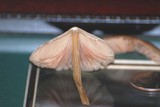 Entoloma cetratum image