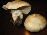 Hypsizygus ulmarius image