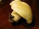 Hypsizygus ulmarius image