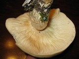 Hypsizygus ulmarius image