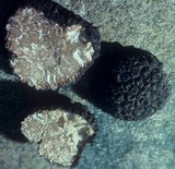 Tuber melanosporum image