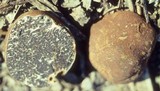 Tuber canaliculatum image