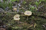 Lichenomphalia umbellifera image