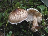 Lepiota cortinarius image