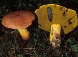 Boletus miniatopallescens image