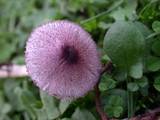 Lepiota roseolivida image