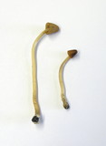 Conocybe tenera image