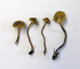 Pholiota aurantioflava image