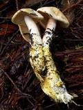 Cortinarius rubicundulus image