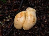 Cortinarius rubicundulus image