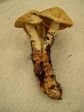 Cortinarius rubicundulus image