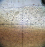Pholiota aurantioflava image