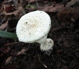 Amanita cokeri image