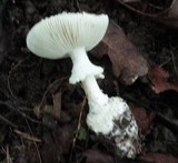 Amanita cokeri image