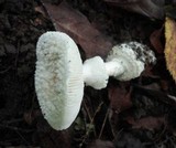 Amanita cokeri image