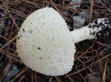 Amanita chrysoblema image