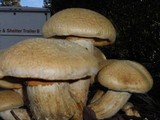 Gymnopilus ventricosus image