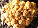 Gymnopilus ventricosus image
