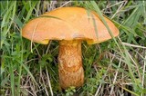 Suillus grevillei image