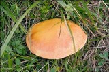 Suillus grevillei image