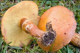 Suillus grevillei image