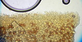 Conocybe tenera image