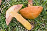 Suillus grevillei image