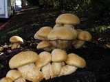 Gymnopilus ventricosus image