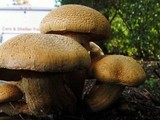 Gymnopilus ventricosus image