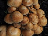 Gymnopilus ventricosus image