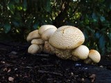 Gymnopilus ventricosus image