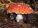 Amanita amerimuscaria image