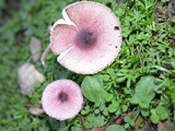 Lepiota roseolivida image